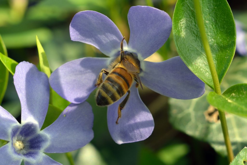 insetti impollinatori_balcone bee friendly1