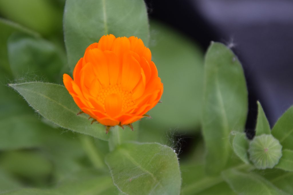 calendula proprietà fitoterapiche