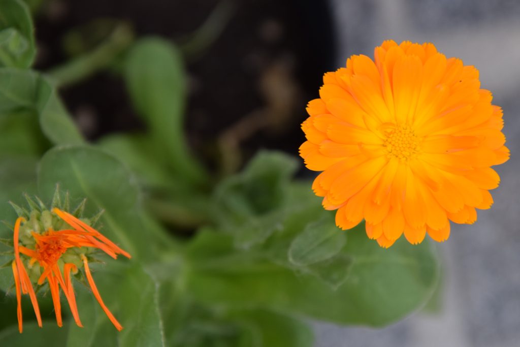 coltivare calendula in vaso