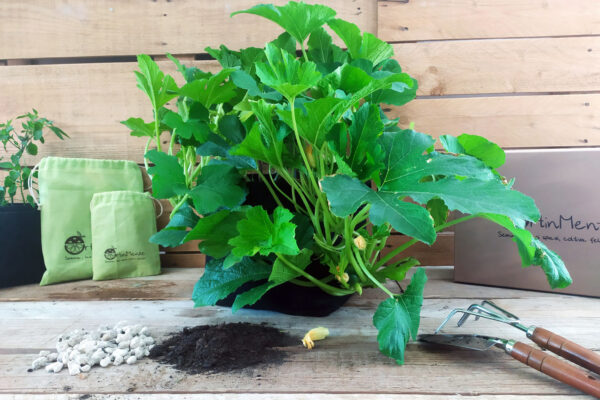 coltivare zucchine in vaso_ortinmente